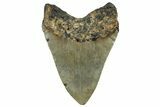 Fossil Megalodon Tooth - North Carolina #299024-2